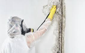 Mold Remediation for Vacation Homes in Catlin, IL